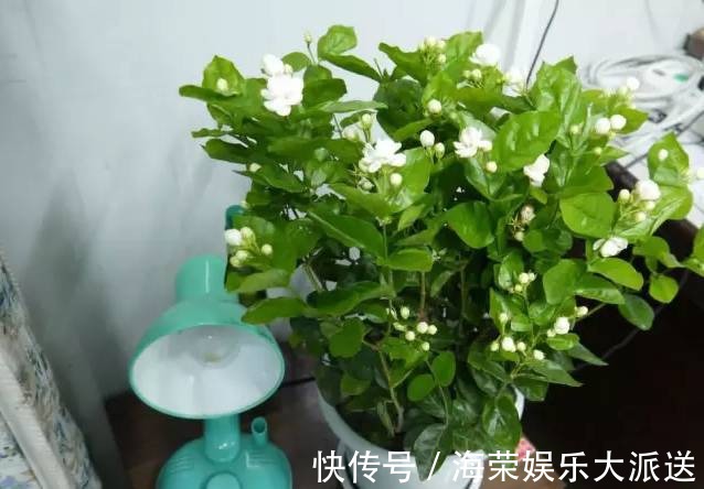 王阿姨这么养茉莉花,花更美,味更香,邻居纷纷来取经!
