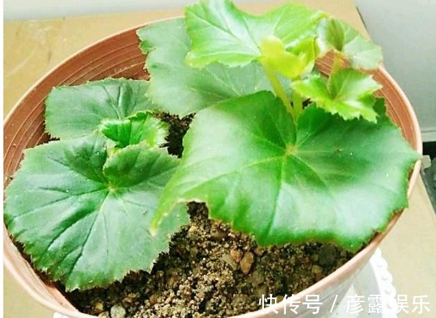 浇水|此种花真奇特,剪片叶子“插”土里就疯长,想养10盆都可以