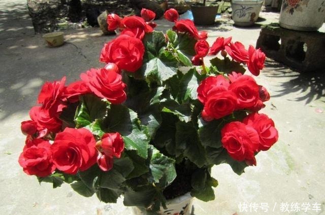 这3种花极难养,能养活的都是高手!