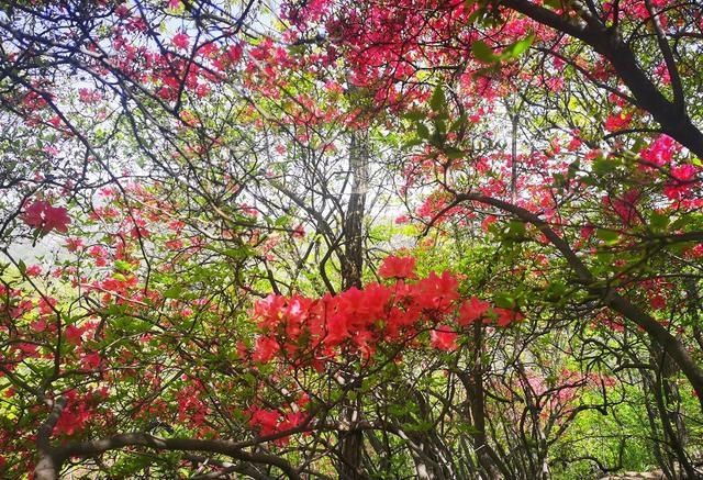 人间四月芳菲尽，万和杜鹃始盛开