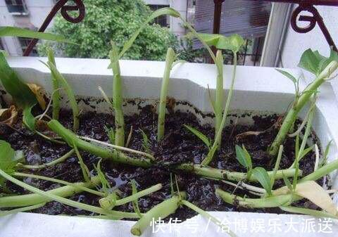 木耳菜|3种吃剩的“菜杆子”,丢土里,长成一片“绿萝”,3天采摘一大盆