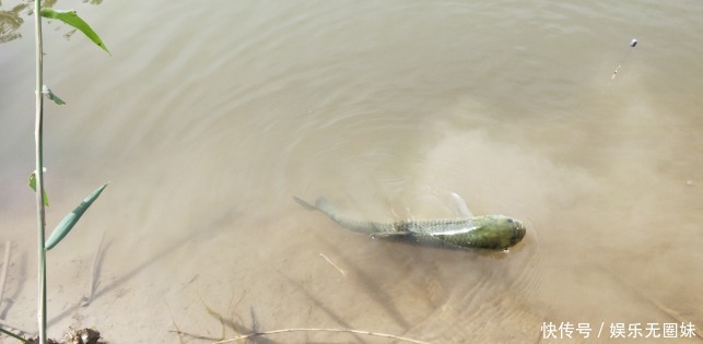 钓了大半辈子的老头说啥也不告诉我秘方,最后一顿饭才完美解决