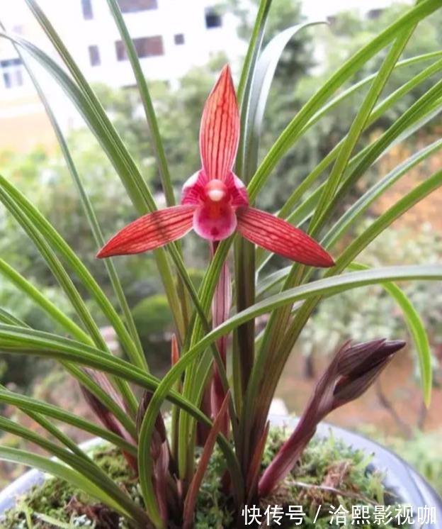 花莛|要把带花苞的兰花种活,要去“剪一刀”,不然就“悬”咯!