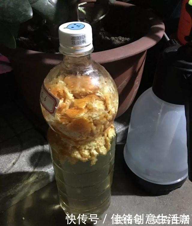 养花|养花不给花洗澡，难怪长不好总黄叶，别忽视！