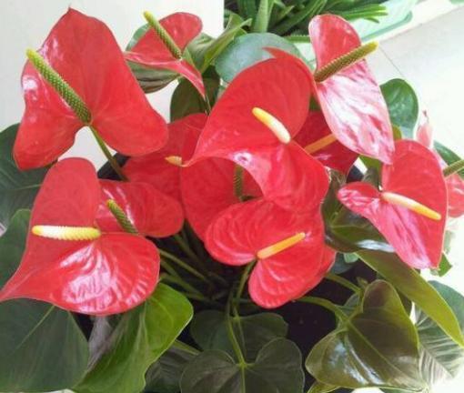 养花自制“生根水”，方法超简单，不花钱，还好用！