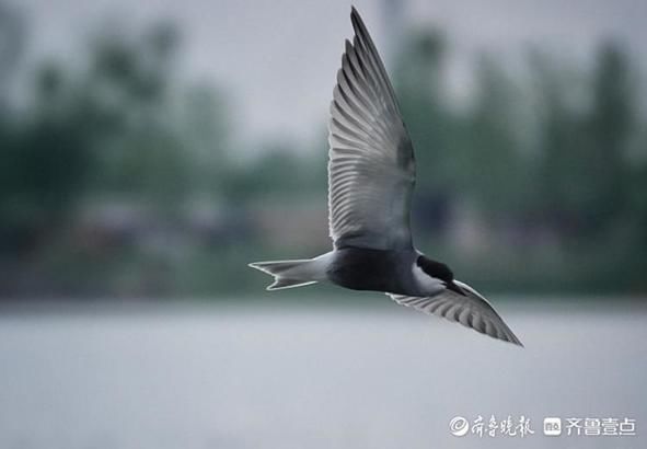 湖面|华山湖“湖”拍，几只椋鸟在湖面上飞来飞去