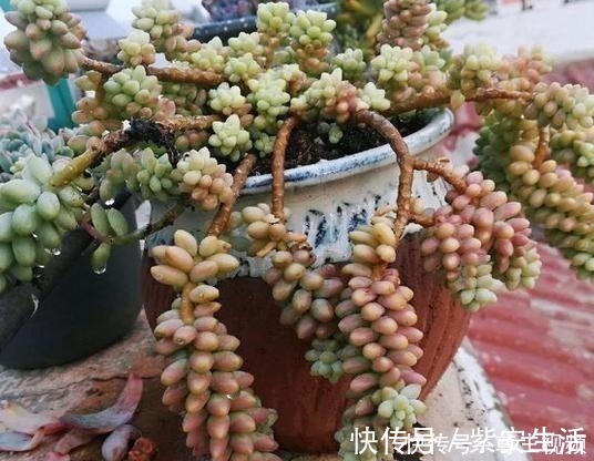 侧芽|把玉坠养出老桩不难,养出艳丽颜色就不简单了!