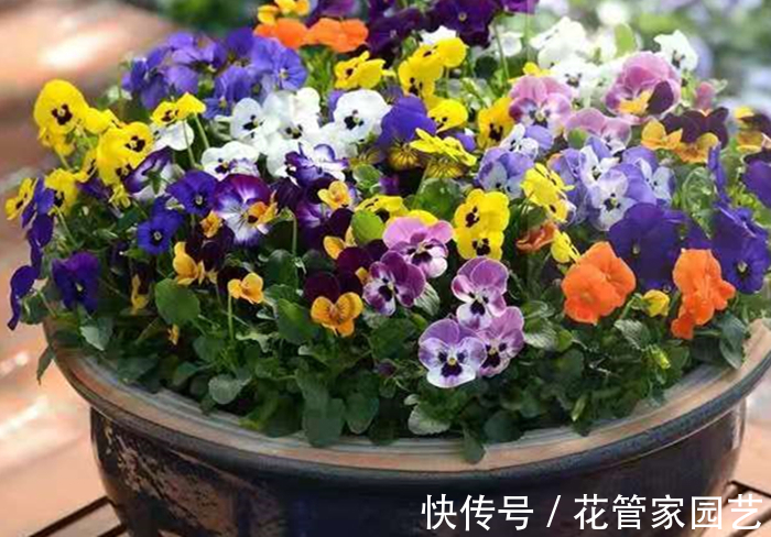 这六种花不怕冷,而且好养易活,冻一冻反而长得更好