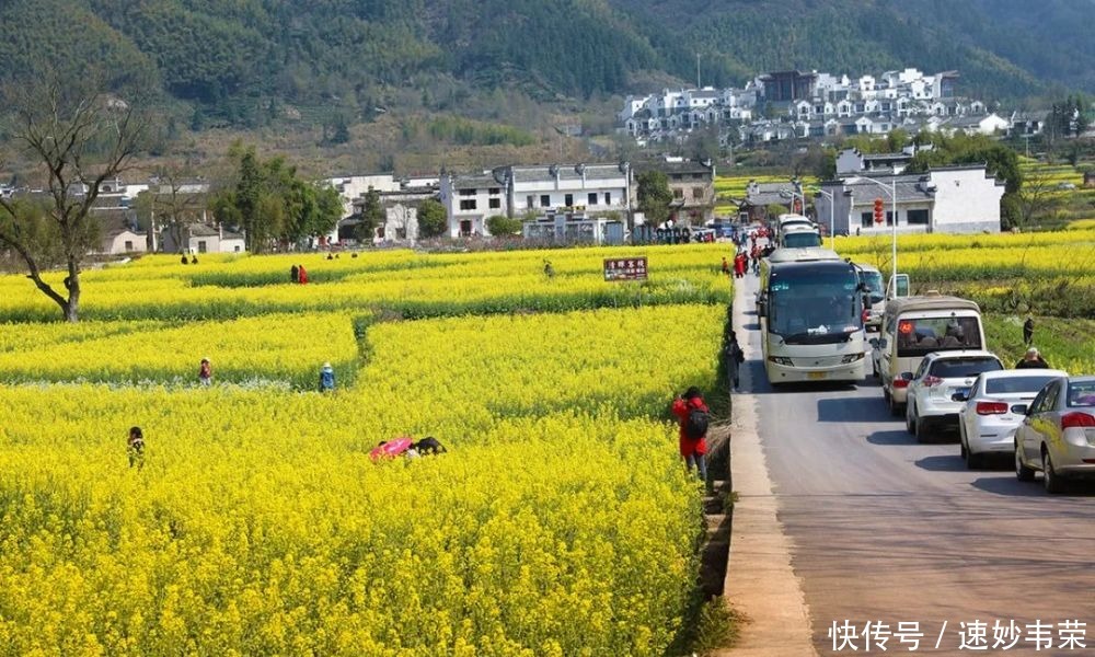 春游黟县丨最美赏花游攻略