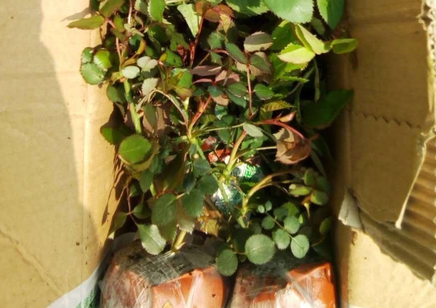 新手月季种植手册,修剪、病害防治等教程,种月季不再难