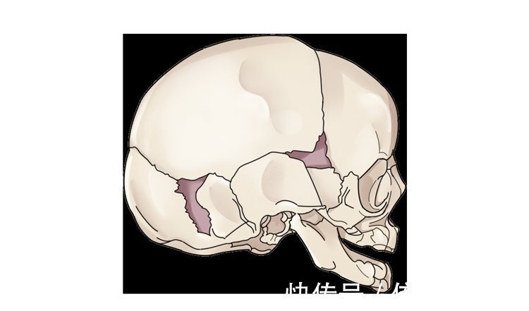 神经元|吃鱼时,哪些部位最营养,哪些部位毒性强?弄懂后,才知道怎么吃