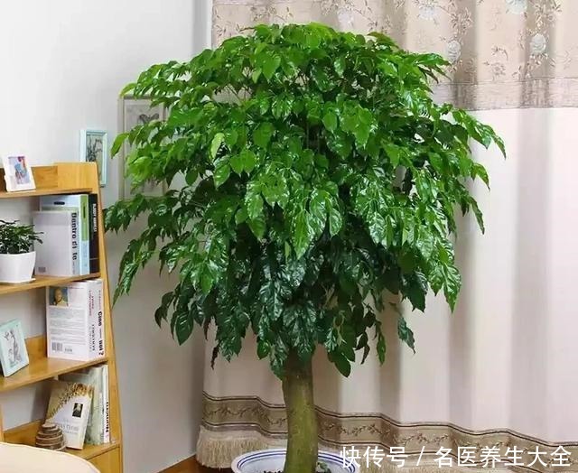 幸福树“害怕”2件事,做错一个,黄叶落叶不断,分分钟掉光头!