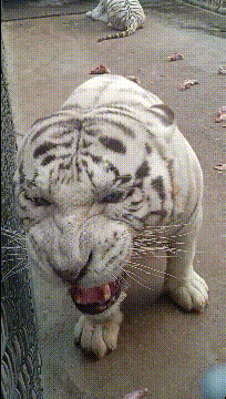 |搞笑GIF:我懒得看他们,我就想知道怎么说服后面那动物