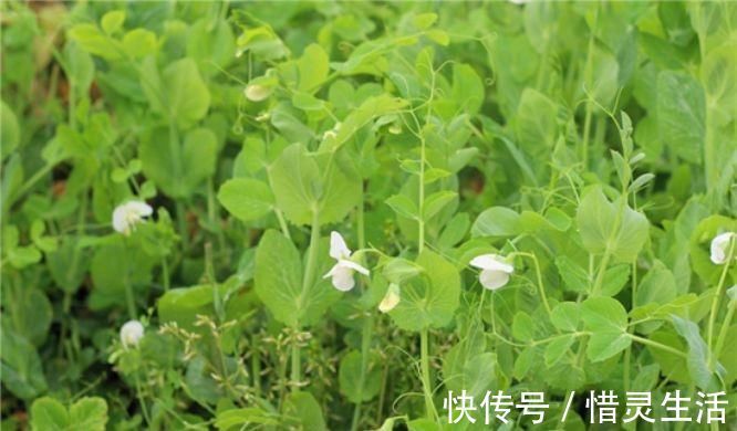 软枣子|中年人推荐多吃3种食物，美容养颜、防止变老，早吃早受益！