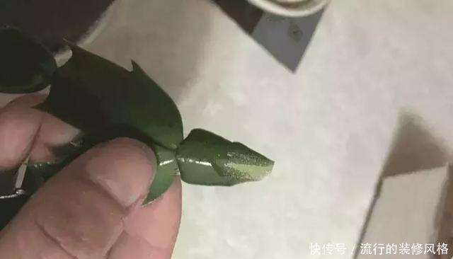 蟹爪兰喝点它,秋天连开100朵,叶子肥得直滴油