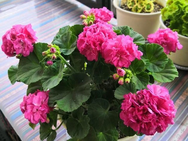 天竺葵如何养爆盆教你1招，花苞嗖嗖冒，轻松开成大花球！