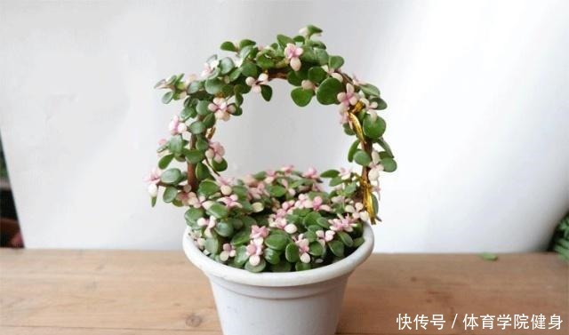 3种“便宜花”这样养一养，一年变“老桩”，开花千朵还“镇宅”！