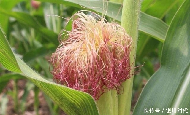 助于|天然“胰岛素”终于被找到,每天泡水喝,体内血糖“蹭蹭”降