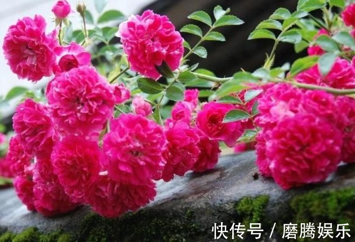 丢掉绿萝!养盆它,比月季好看,比茉莉更香,花开200天,好养活