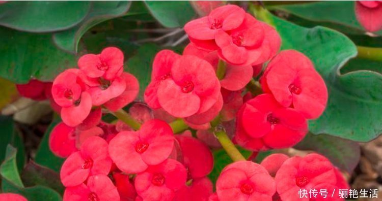 光照|超爱开花的5种花,一年四季开花不断,好养又漂亮,养100盆也不多