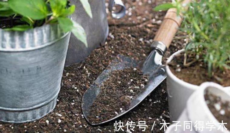 花友们|这4点打理好，阳台盆栽米兰，小小黄花一年四季挂满枝头