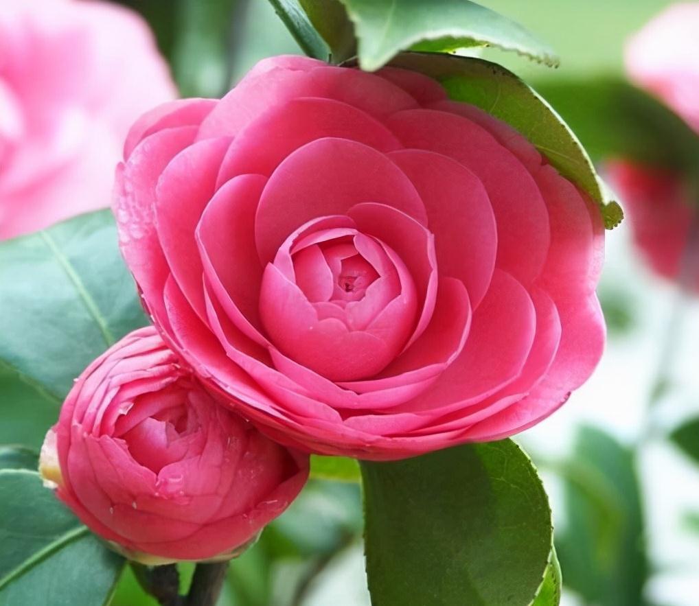 农历九月十八霜降后，养什么花？家里养3种花，生日快乐福乐绵绵