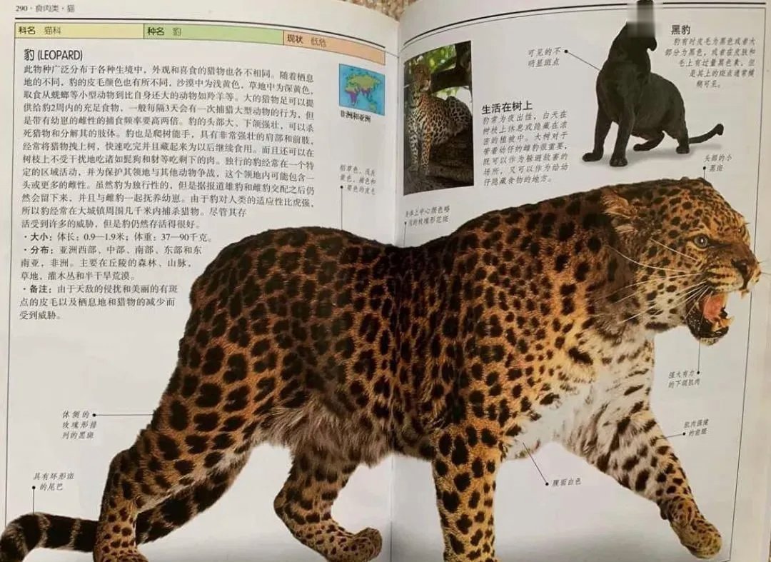 金钱豹|出逃的“金钱豹”英文怎么说？Leopard、Puma傻傻分不清楚？