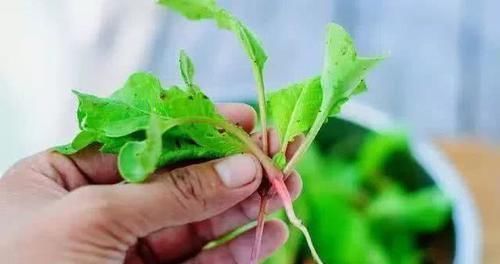 日常|血管堵塞不用怕,日常多食用此几物,帮你疏通血管,远离三高