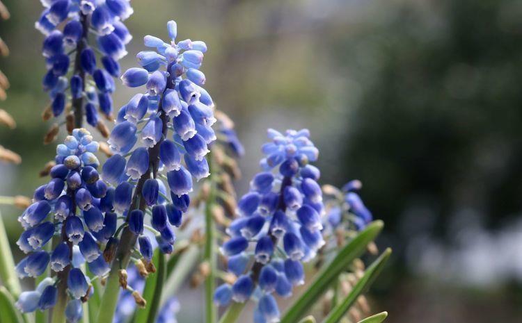 养花试试此几款,花朵小巧玲珑,幽香暗淡,花型圆滚惹人爱