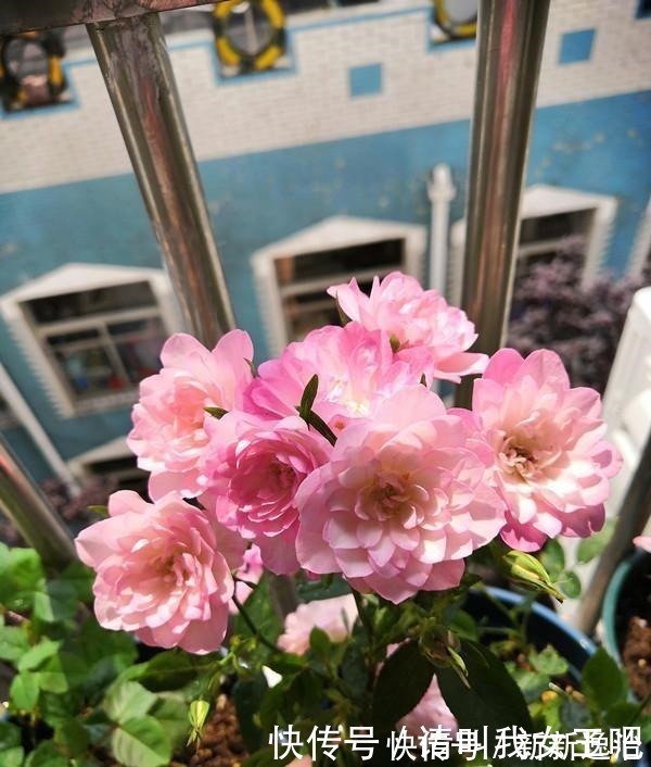 仙气十足|一款很“仙”的盆栽花卉,花色清新秀美,四季都开花,好看又好养!