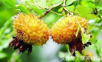 胆固醇|秋季养生，不妨常吃以下水果，排毒养颜，滋养皮肤，还好吃