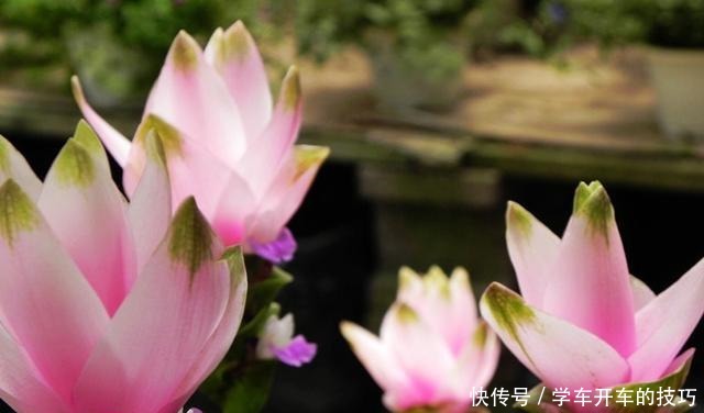 种一盆会开花的姜,耐热又好养,还一开就一个夏天!