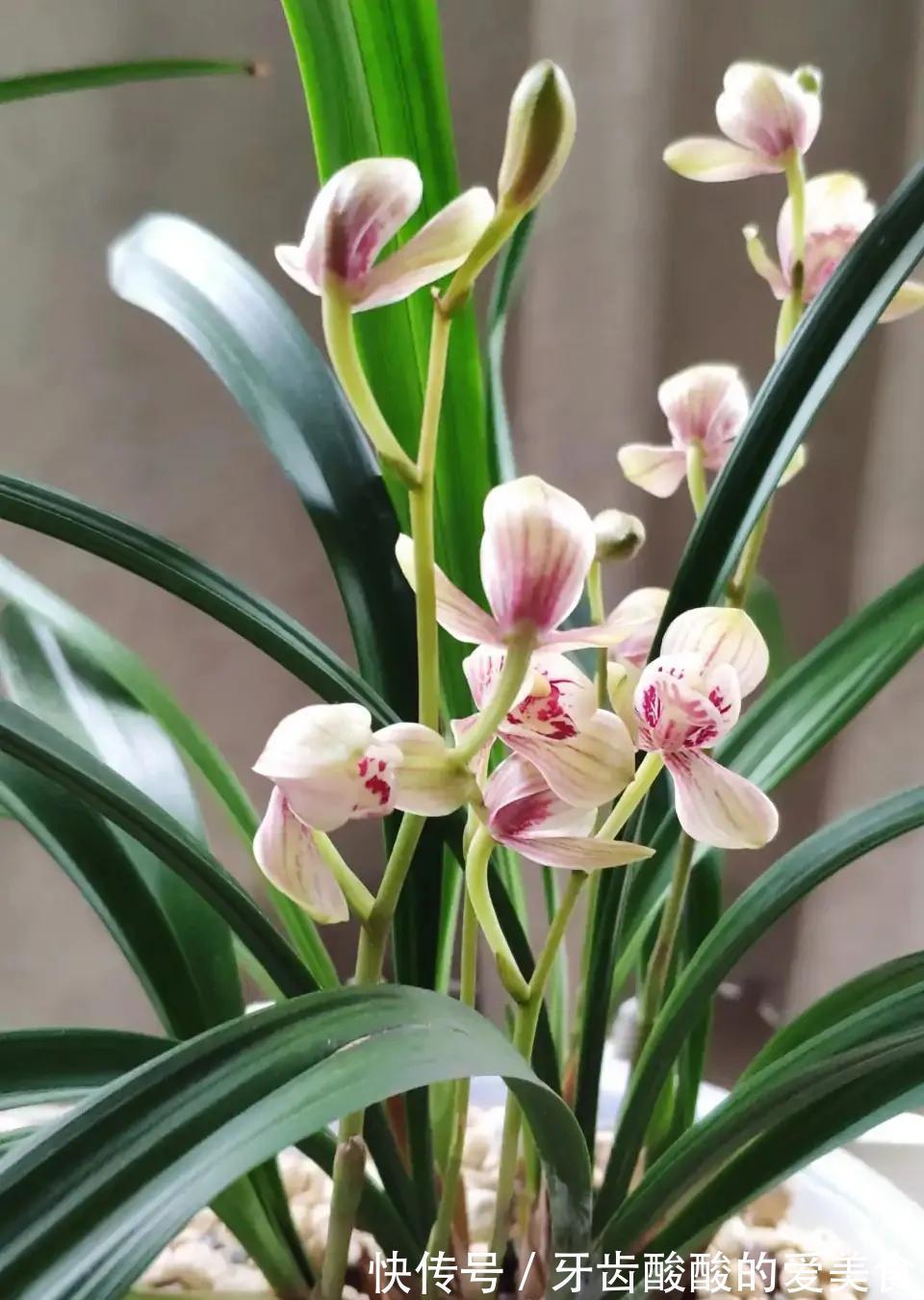 养花就养心,5种“长寿命”花,最适合老人养,健康又长寿