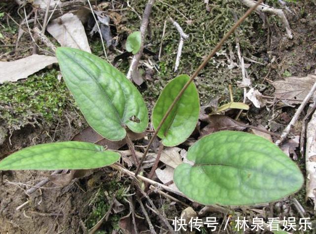 山上的1种“植物”，没有“1米高”，1斤却能卖“40元”，要珍惜