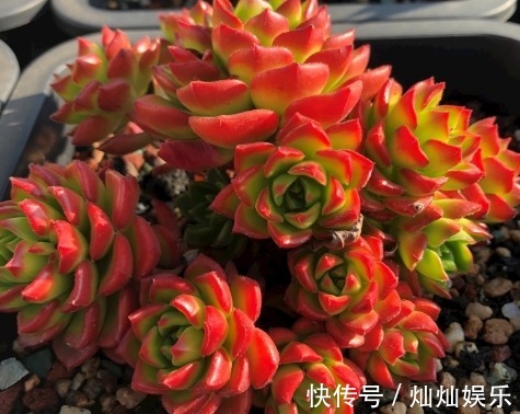 养多肉什么时候浇水教你浇水的4个小窍门,让多肉越长越茂盛