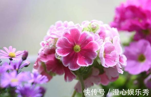 繁花似锦|养花试试几款花卉,花开繁盛花香怡人,四季繁花似锦