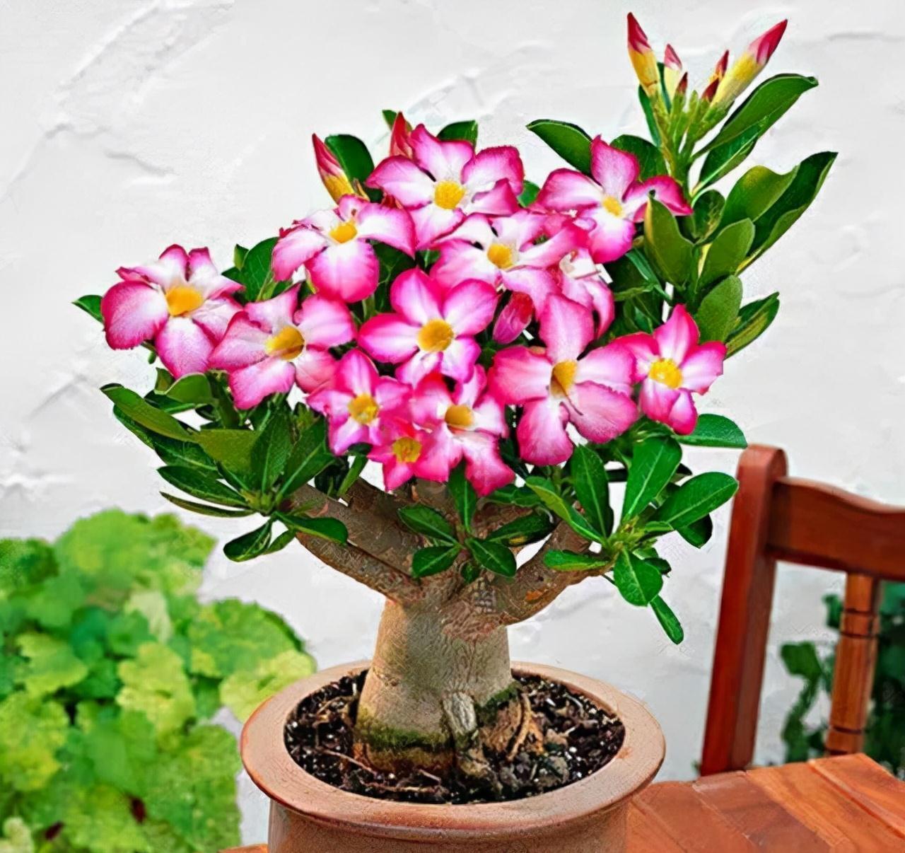 天气冷,六种花要干养,少水多晒才健壮,养成老桩更旺家