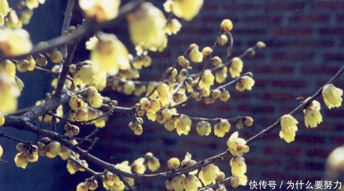 经典|纳兰性德的友情词同样很深情,一首经典的小令,写得也是情意绵绵