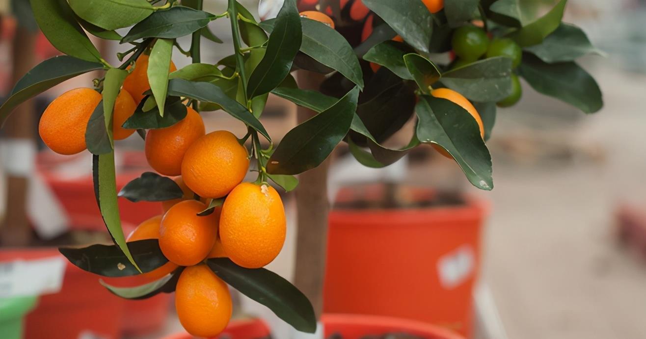 金桔的开花结果时间