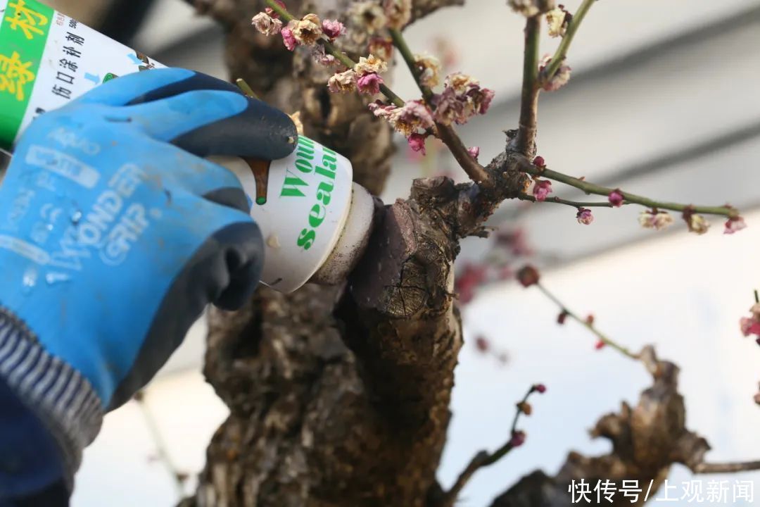 梅花花后打理小贴士，修剪翻盆齐上阵