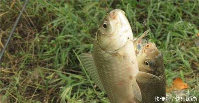 浮漂|夏钓鲫鱼用米饭粒，饵料可以这样做，浮漂应该这样调，专攻大鲫鱼！