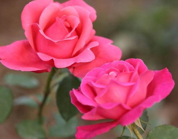 月季养家中,“一点”不能忘,花苞一冒几十朵,花开数不清