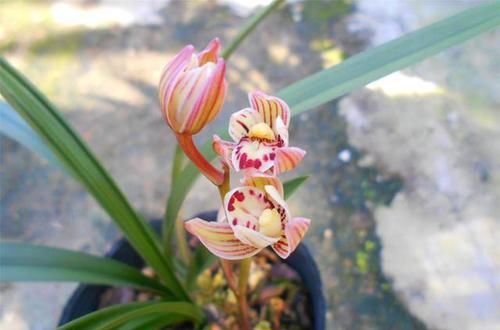  兰花|兰花界的新宠，温度越低，花色越红、香味越浓，是新手养兰首选