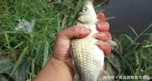 春天如何能钓到大鲫鱼