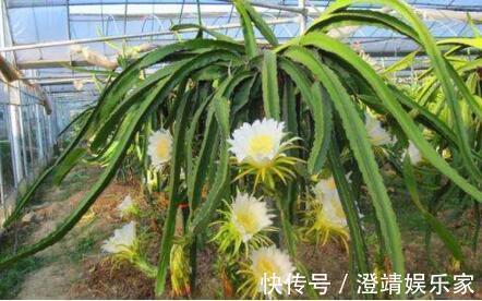 4种“果核”不要扔，埋土里，5天之后“惊喜”不断，观叶又收果！