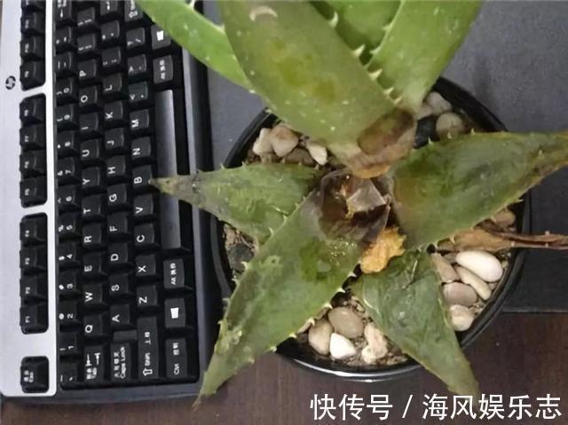 花盆|天气太热，养6种别乱浇水，浇得多死得快，难怪一浇就烂根