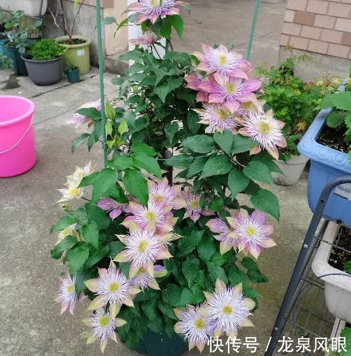 很好养的3种花,养室外养庭院里,一片繁花,芳香漂亮