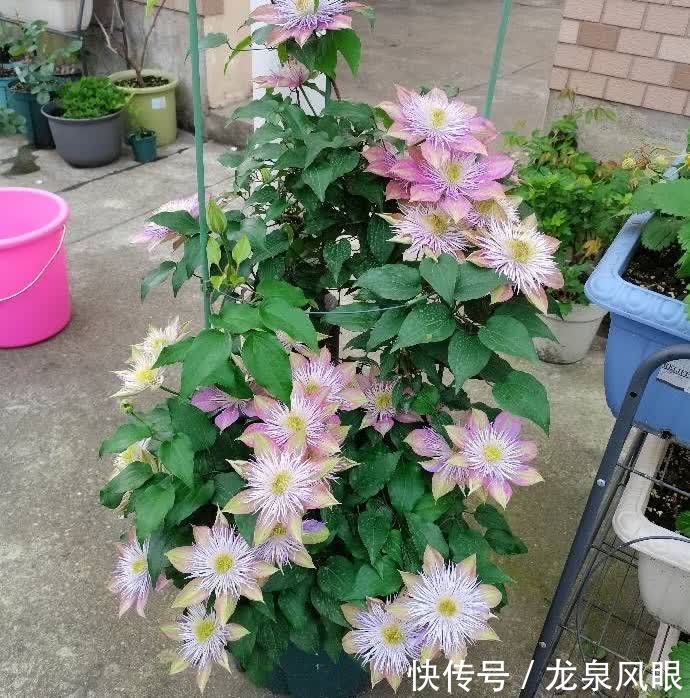 很好养的3种花，养室外养庭院里，一片繁花，芳香漂亮