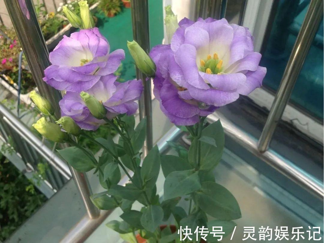 6种花一天不浇水，叶子就耷拉，缺水3天就死翘！