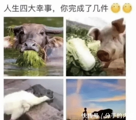 厉害|“小弟没怎么看过火影，哪一带厉害？”哈哈哈理由是啥